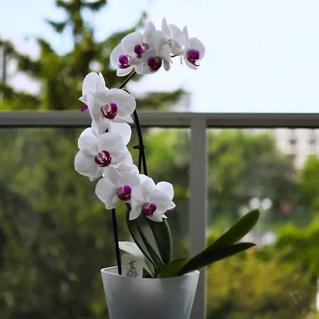 Captain-cook, Parking-tiefgarage, Late Check-out, Early Check-in, Spa-voucher Kołobrzeg