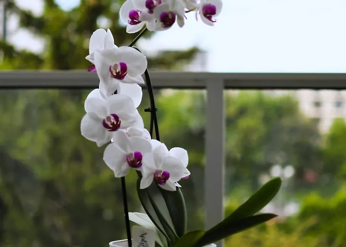 Captain-cook, Parking, Spa-voucher, Next To Aquarius Kolobrzeg